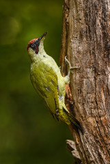 Eurasian Green Woodpecker - Picus viridis, beautiful green shy woodpecker from European forests and woodlands.