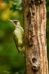 Eurasian Green Woodpecker - Picus viridis, beautiful green shy woodpecker from European forests and woodlands.