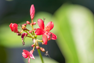 Red flowers of Jatropha plant close-up in natural light.