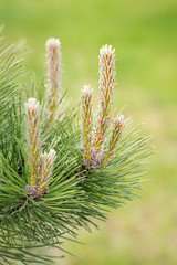 Fototapeta premium Pinus Silvestris, pine tree, female flower under the warm sun during the spring season. (Selective focus)