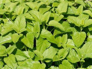 Mélisse officinale (Melissa officinalis), ingrédient aromatique pour la cuisine 