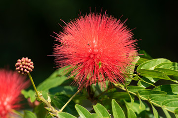 Red blooming flower Calliandra (Calliandra haematocephala) closeup.