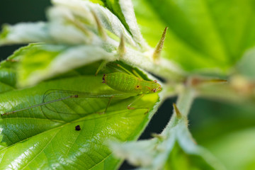 Green grasshopper on a leaf.
