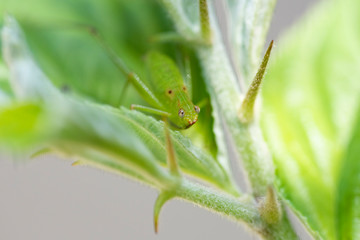 Green grasshopper on a leaf.