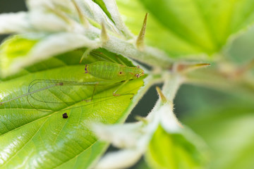 Green grasshopper on a leaf.