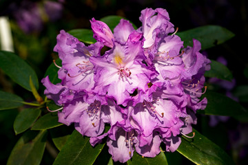 Rhododendrons in a botanical garden in Latvia