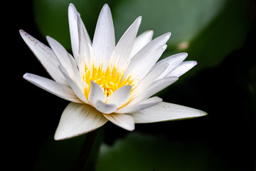 Nymphaea caerulea Picture of flowers