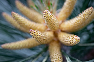 Pinus Silvestris, pine tree, male flower under the warm sun during the spring season. (Selective focus)