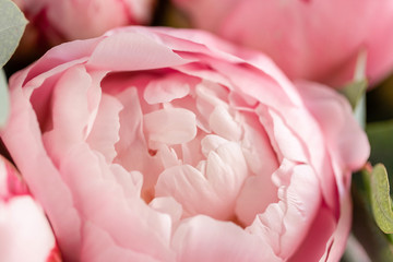 Close-up of flowers Pink peonies . Beautiful peony flower for catalog or online store. Floral shop concept . Beautiful fresh cut bouquet. Flowers delivery