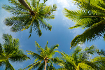 The tops of the palm trees against the blue sky.