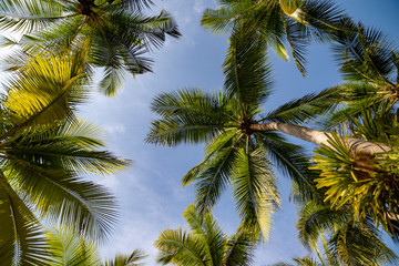 Fototapeta na wymiar The tops of the palm trees against the blue sky.