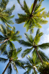 Fototapeta na wymiar The tops of the palm trees against the blue sky.