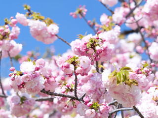 Fototapeta premium 八重桜 サトザクラ群 糸括