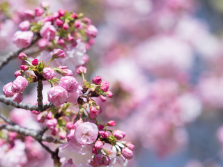 八重桜　サトザクラ群　糸括