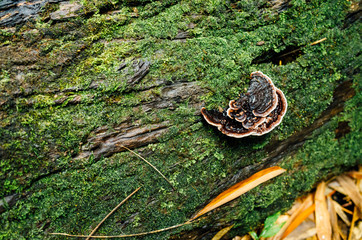 black mushroom on wood log