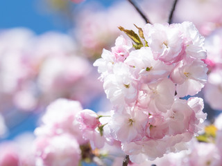 八重桜　マノガ