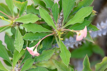 Cactus closeup in tropical garden Nong Nooch.