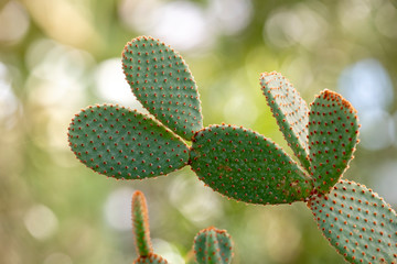 Cactus closeup in tropical garden Nong Nooch.