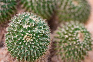 Cactus closeup in tropical garden Nong Nooch.