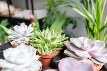 Collection of succulents on the wooden table. Minimalistic home interior with composition of cactus and succulents . Stylish concept of home garden.