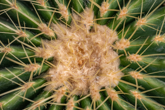 Cactus closeup in tropical garden Nong Nooch.