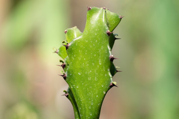 Cactus closeup in tropical garden Nong Nooch.