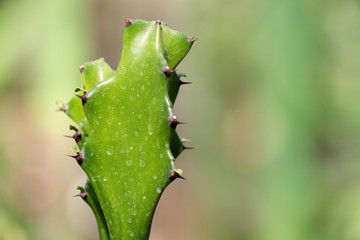 Cactus closeup in tropical garden Nong Nooch.