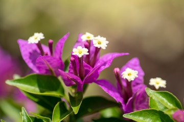 Fototapeta premium Bougainvillea is a genus of evergreens. Close-up.