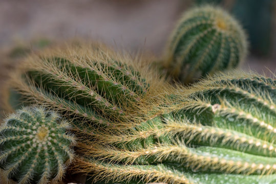 Cactus closeup in tropical garden Nong Nooch.