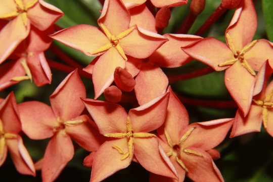 Orange Ixora flowers blooming