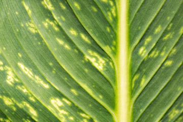 Texture of green leaf close-up.