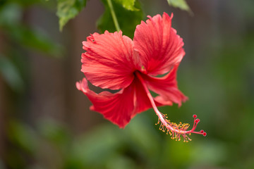 Hibiscus - flower close-up in natural light.