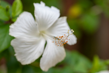 Hibiscus - flower close-up in natural light.