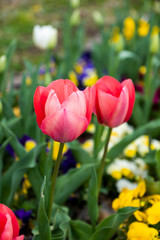 close up red tulip in garden