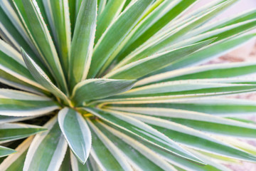 Agave leaves close up. 