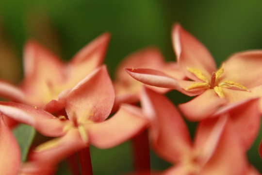Macro closeup shot of a group of orange indian Ixora flowers, Other common names include viruchi, rangan, kheme, ponna, chann tanea, techi, pan, siantan, jarum-jarum/jejarum, jungle flame, jungle gera