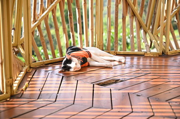 Cat sleep on bamboo wood balcony