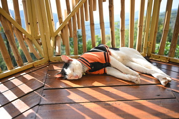 Cat sleep on bamboo wood balcony