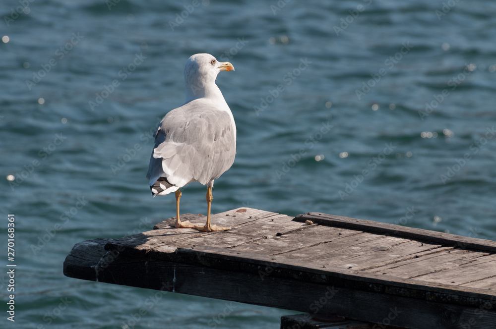 Poster profile of an European herring gull (Larus argentatus) resting on a wooden bridge