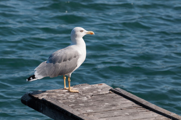 European herring gull (Larus argentatus) resting on a wooden bridge part
