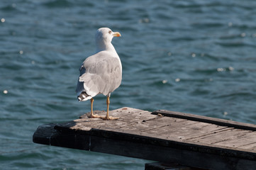 profile of an European herring gull (Larus argentatus) resting on a wooden bridge