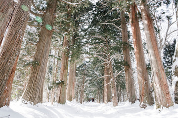 snow forest at togakushi shrine, Japan