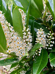 Fototapeta premium Full frame close up of spring plants in blossom