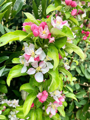 Full frame close up of spring plants in blossom