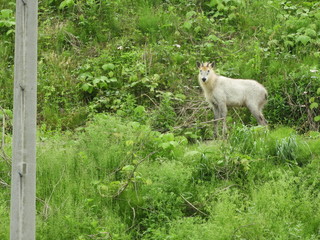 Obraz premium 人里のニホンカモシカ