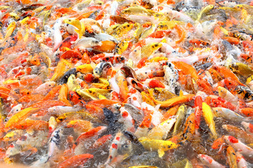 Koi Fish swimming beautiful color variations natural .