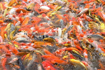 Obraz na płótnie Canvas Koi Fish swimming beautiful color variations natural .