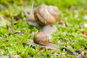 Small and big snail in moss after rain
