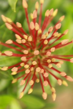 Macro closeup shot of a group of orange indian Ixora flowers, Other common names include viruchi, rangan, kheme, ponna, chann tanea, techi, pan, siantan, jarum-jarum/jejarum, jungle flame, jungle gera