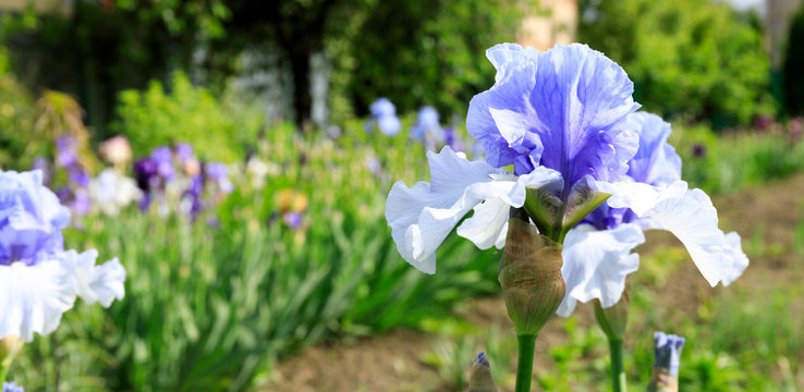 Close-up of a flower of bearded iris (Iris germanica) on the garden background. Blue iris flowers are growing in a garden.